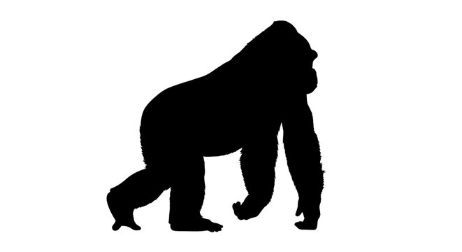 Black silhouette of a gorilla 7.