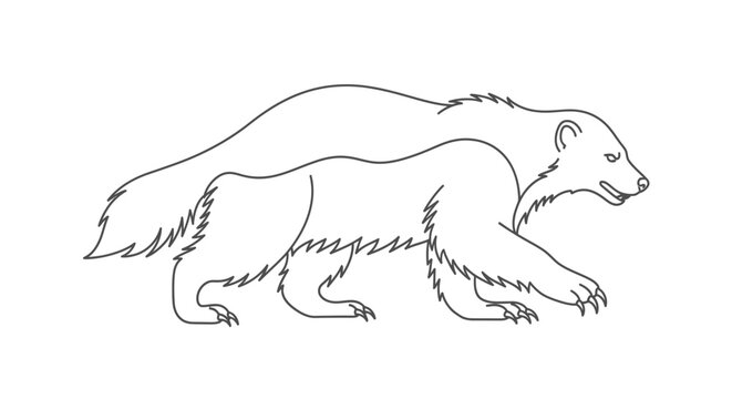Detailed drawing of a weasel walking.