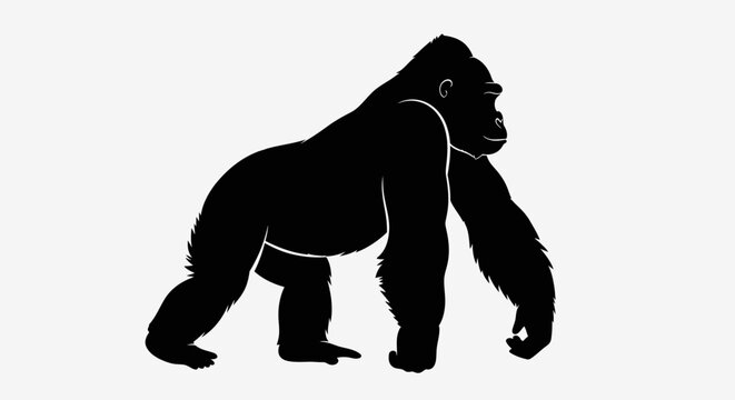 Large Gorilla Silhouette Walking Forward.