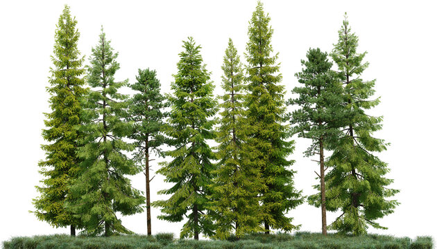 Coniferous forest on a transparent background