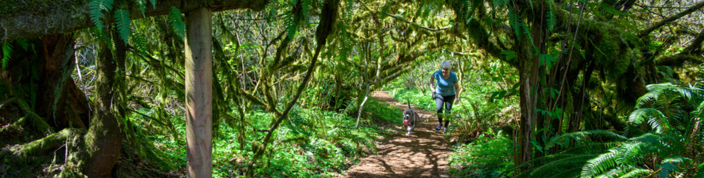 Middle aged woman walking a gray dog on the rain forest trail in Lewis Creek Park, mossy branches over trail, outdoor exercise and recreation, spring in nature
