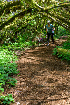 Middle aged woman walking a gray dog on the rain forest trail in Lewis Creek Park, mossy branches over trail, outdoor exercise and recreation, spring in nature
