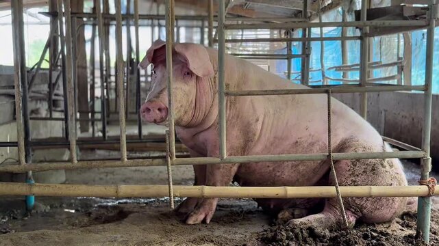 Sow in pig farm preparing to give birth natural agriculture footage