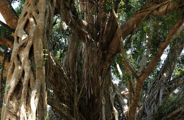 Fototapeta premium The fig tree (Ficus) is an important perennial tree in terms of ecosystems, beliefs, and is notable for its hardiness, ease of growth, and unique aerial roots.