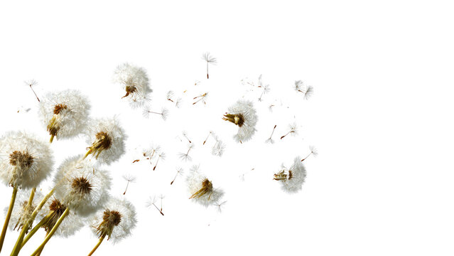 Dandelion seeds flying on white background, soft memorial and mourning concept, symbol of farewell, remembrance, grief and peaceful trauer design for sympathy visuals.