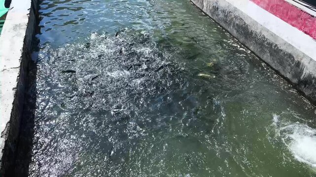Feeding Trout Fish in Aquaculture Pond