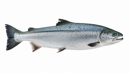 Obraz premium Fresh atlantic salmon fish isolated on a plain white background