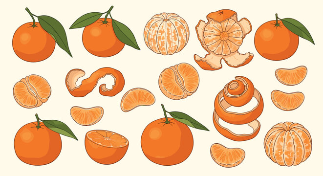 Detailed collection of illustrations showing whole mandarins peeled fruit individual segments and orange peels arranged on a cream colored surface.
