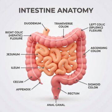 A labelled 3D diagram of the human intestine structure.