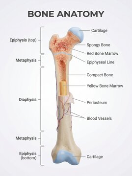 A detailed diagram illustrating the internal anatomy of a human femur.