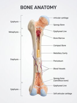 Detailed 3D diagram of human long bone anatomy.