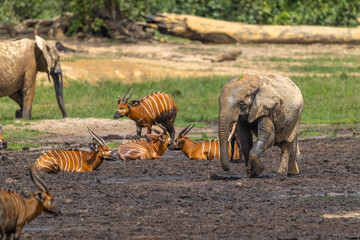 Wild African Forest Elephant (Loxodonta cyclotis) covered in mineral rich mud surrounded with Western Bongos (Tragelaphus eurycerus) at Dzanga Bai in the Central African Republic © Reto Ammann