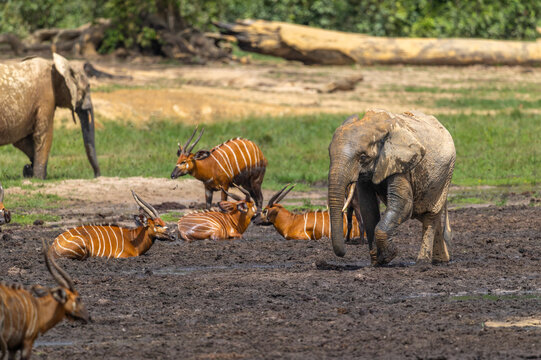 Wild African Forest Elephant (Loxodonta cyclotis) covered in mineral rich mud surrounded with Western Bongos (Tragelaphus eurycerus) at Dzanga Bai in the Central African Republic