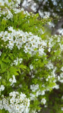 Flip over shot of spiraea thunbergii in April