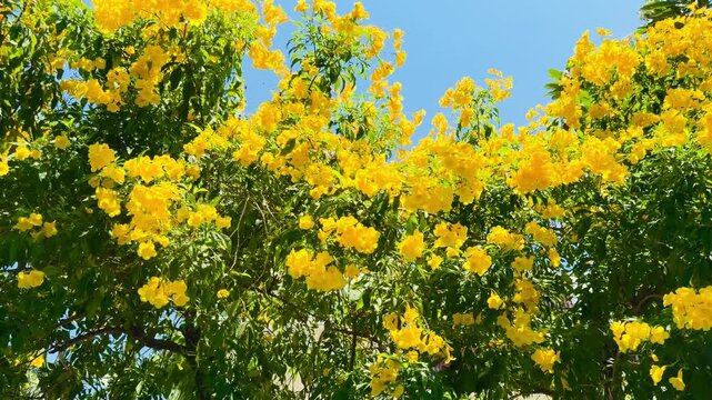 Vibrant clusters of bright yellow trumpet-shaped flowers of Tecoma stans tree. Beautiful tropical nature background with lush green leaves in a sunny summer garden.
