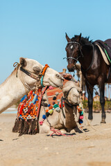 Naklejka premium Two camels resting on desert sand with colorful saddles and horse standing nearby in Egypt