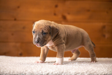 Obraz premium Brown and white American Pit Bull Terrier puppy standing on a soft blanket with a wooden background, showcasing its playful and curious nature