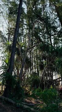 Vertical view of tall casuarina pine trees on Mai Khao beach in Phuket, Thailand. Scenic tropical landscape with sunlight filtering through branches and silhouettes of people on the sand.