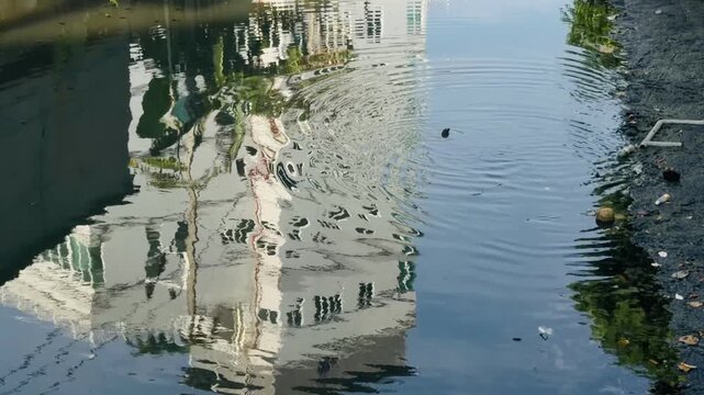 A large Asian water monitor lizard swimming in a river canal in Thailand. Wild reptile moving through the water in its natural habitat, showcasing tropical wildlife and biodiversity.