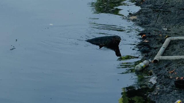 A large Asian water monitor lizard swimming in a river canal in Thailand. Wild reptile moving through the water in its natural habitat, showcasing tropical wildlife and biodiversity.