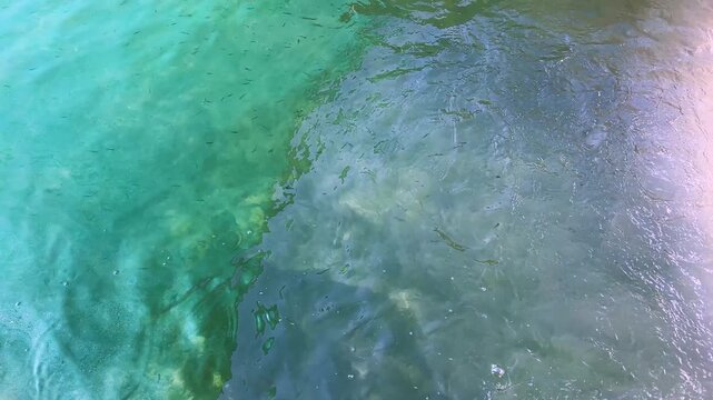 Juvenile Fish School in Aquaculture Nursery in Clean Water Pond