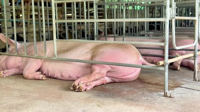 Sow in pig farm preparing to give birth natural agriculture footage.