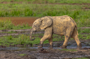 Fototapeta premium Young African Forest Elephant (Loxodonta cyclotis) covered in mineral rich mud at Dzanga Bai in the Central African Republic