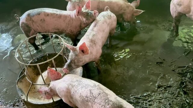 pig and piglet Piglet in a farm Small piglet sucking Brest milk on from mother pig in the farm. Video 4k footage 