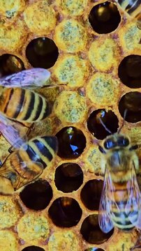 Vertical close up of honey bees moving across honeycomb with visible brood cells