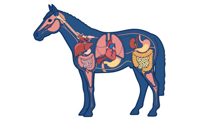 Obraz premium Horse Anatomy: Detailed Internal Organs Diagram, Veterinary Science Illustration