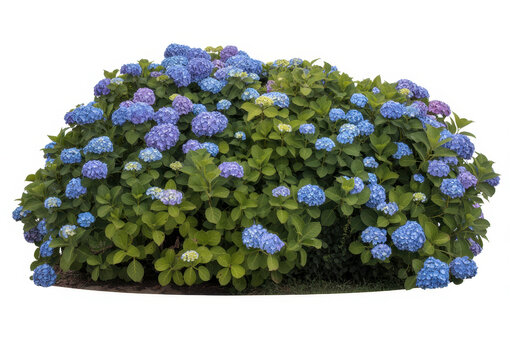 A large lush hydrangea bush with vibrant blue and purple flower clusters and green leaves isolated
