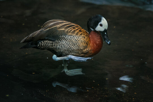 The White-faced Whistling Duck (Dendrocygna viduata) is known for its white face, which contrasts with the black back of its head and neck.