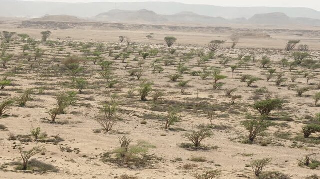 Slow Motion Land of Frankincense UNESCO Site, Cinematic Ancient Ruins and Heritage in Dhofar Salalah Oman