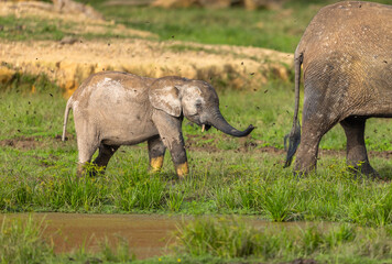 Fototapeta premium Young African Forest Elephant (Loxodonta cyclotis) covered in mineral rich mud and surrounded with butterflies at Dzanga Bai in the Central African Republic
