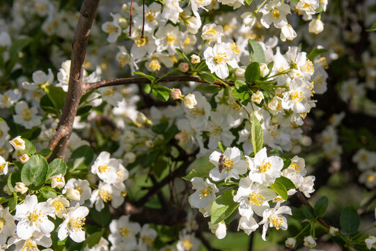 White blossoms