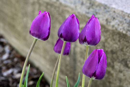 purple tulips