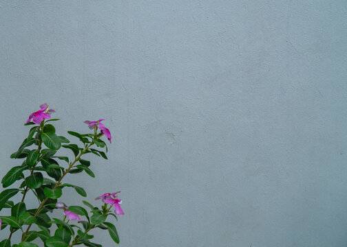 Pink flowers and green leaves against plain gray wall with copy space, minimal natural background ideal for freshness, calm, and modern design concepts