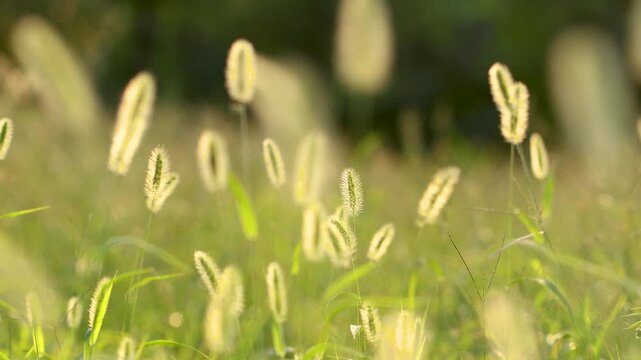 Close up of golden foxtail grass heads swaying in a summer field with blurred background