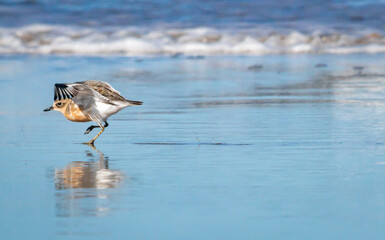 Naklejka premium Dotterel Running on Wet Sand