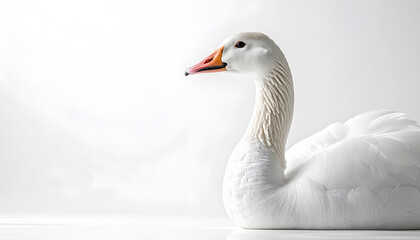 Obraz premium White swan sitting gracefully on a plain white surface