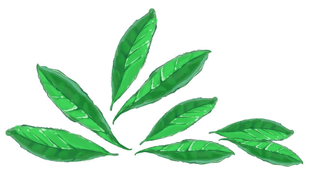 Hand-drawn fresh green tea leaves illustration set / 新茶の茶葉の手書きイラストセット