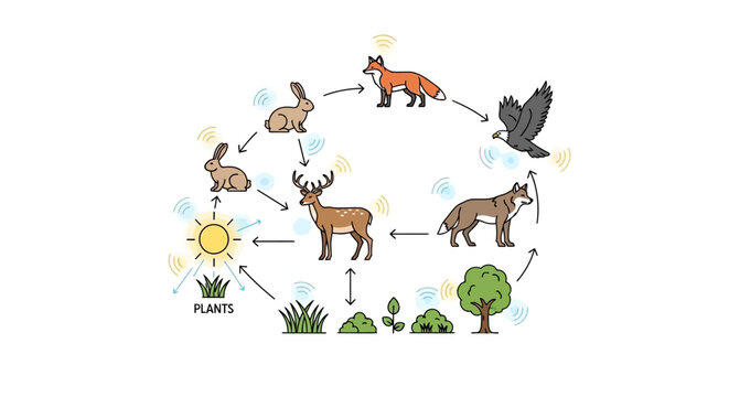 Illustration of a food chain cycle with plants, deer, wolves, foxes, and a bird in a simple, educational diagram