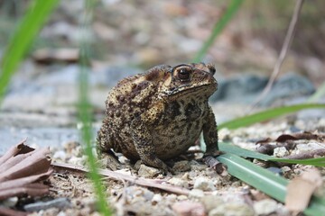Fototapeta premium Frog rests on gravel with green grass nearby in natural setting during daylight hours