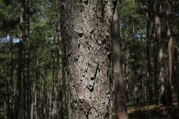 Obraz premium Tree trunk in a forest with sunlight filtering through leaves in the early morning hours
