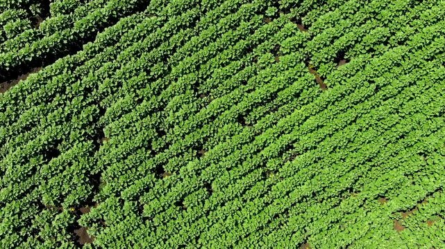 Top view of a dense green forest forming repetitive natural patterns.
