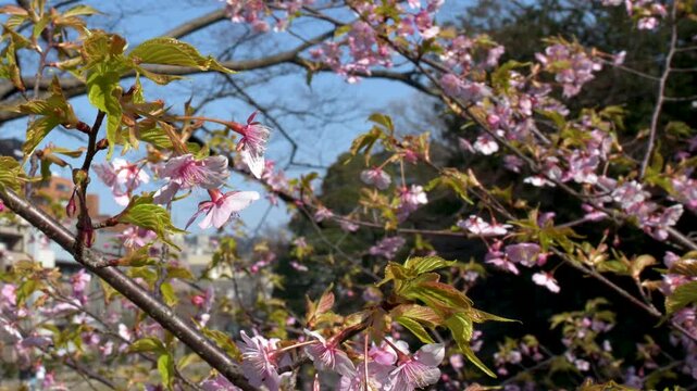 Pink Cherry Blossoms Blooming in Kenrokuen Garden Kanazawa Japan