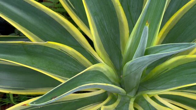 Dracaena Trifasciata Close Up Green Leaves Texture