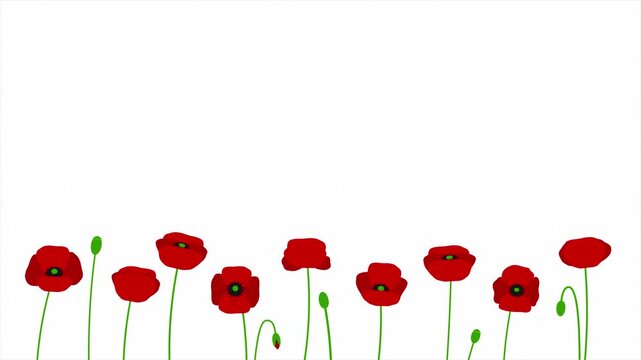 Red poppies lower border background with copy space on white for Remembrance and Memorial Day.