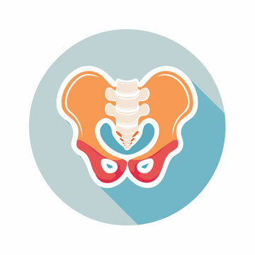 Human Pelvis Anatomy Illustration