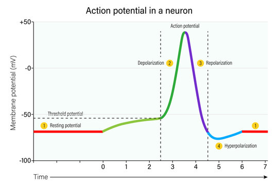 Action potential in a neuron. Resting potential, Depolarization, Repolarization and Hyperpolarization.